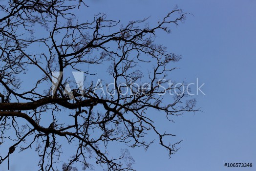 Picture of Naked branches of a tree against sky close up